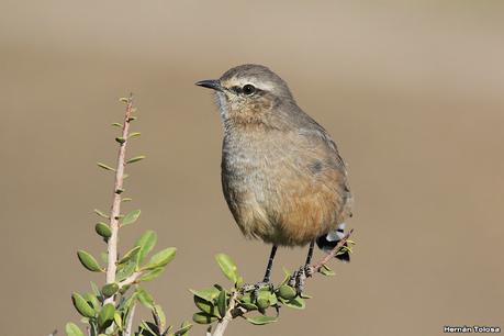 Viaje a la Patagonia Austral (2° parte)