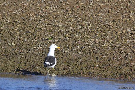 Viaje a la Patagonia Austral (2° parte)