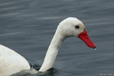 Viaje a la Patagonia Austral (2° parte)