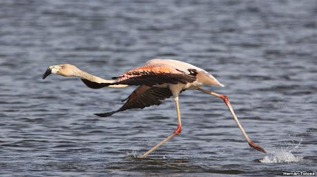 Viaje a la Patagonia Austral (2° parte)