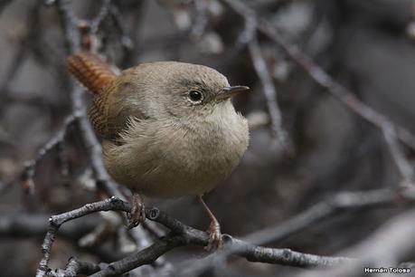 Viaje a la Patagonia Austral (2° parte)