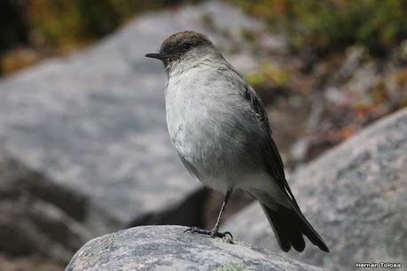 Viaje a la Patagonia Austral (2° parte)