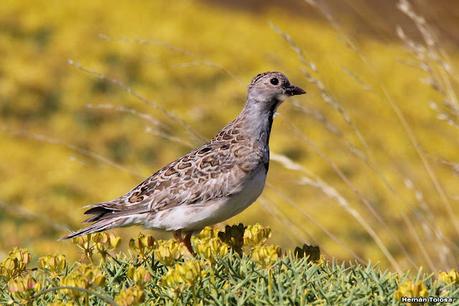 Viaje a la Patagonia Austral (2° parte)