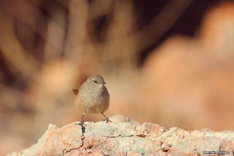 Viaje a la Patagonia Austral (2° parte)