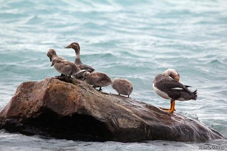 Viaje a la Patagonia Austral (2° parte)