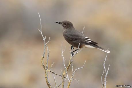 Viaje a la Patagonia Austral (2° parte)