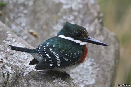 Viaje a la Patagonia Austral (2° parte)