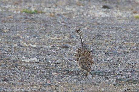 Viaje a la Patagonia Austral (2° parte)