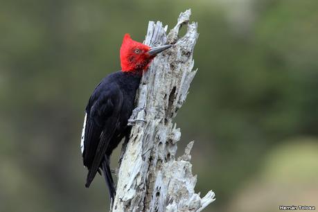 Viaje a la Patagonia Austral (2° parte)