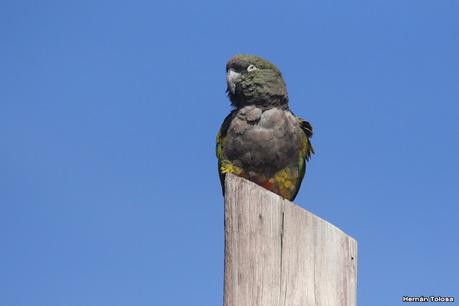 Viaje a la Patagonia Austral (2° parte)