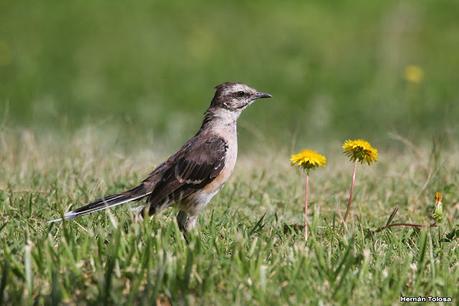 Viaje a la Patagonia Austral (2° parte)
