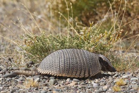Viaje a la Patagonia Austral (2° parte)