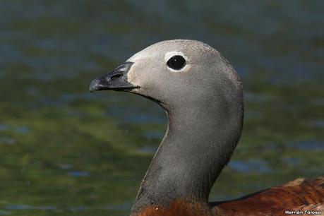 Viaje a la Patagonia Austral (2° parte)