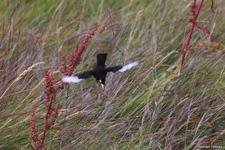 Viaje a la Patagonia Austral (2° parte)