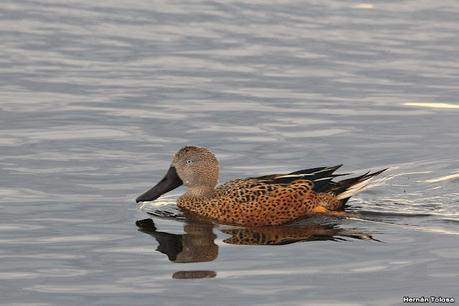 Viaje a la Patagonia Austral (2° parte)