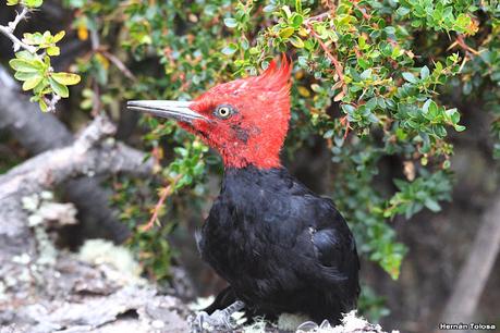 Viaje a la Patagonia Austral (2° parte)