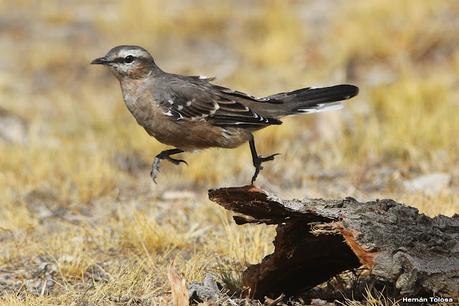 Viaje a la Patagonia Austral (2° parte)