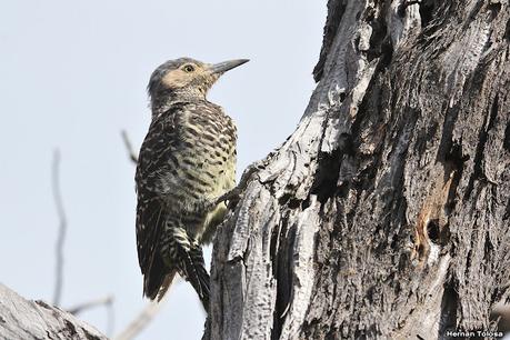 Viaje a la Patagonia Austral (2° parte)
