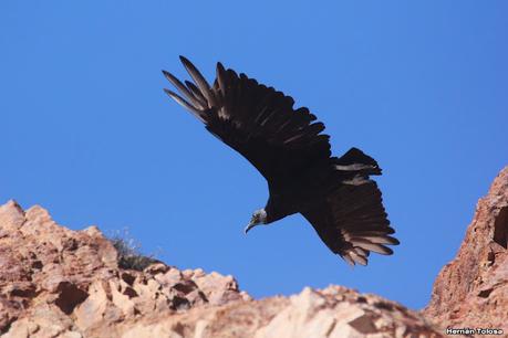 Viaje a la Patagonia Austral (2° parte)