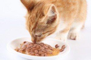 Comentario en Receta de comida casera (II) Para gatos por Maribel