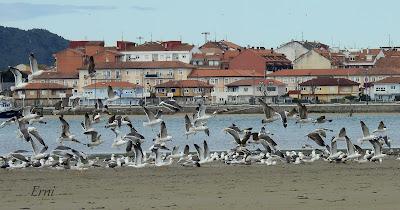 PARQUE DE LAS LLAMAS Y GAVIOTAS MIGRANDO