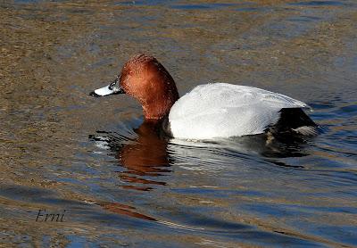 PARQUE DE LAS LLAMAS Y GAVIOTAS MIGRANDO