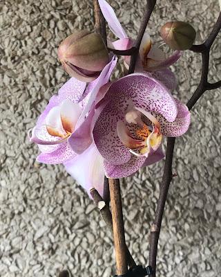 Entre cafés, médicos y notas.