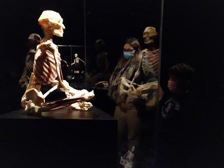 Body Worlds: El Ritmo de la Vida , el cuerpo humano como nunca lo habías visto