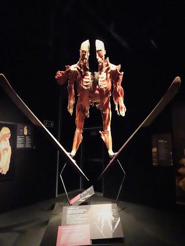 Body Worlds: El Ritmo de la Vida , el cuerpo humano como nunca lo habías visto
