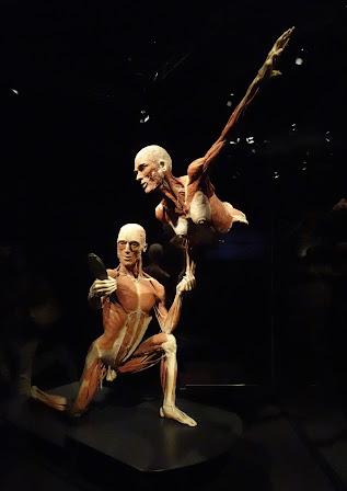 Body Worlds: El Ritmo de la Vida , el cuerpo humano como nunca lo habías visto