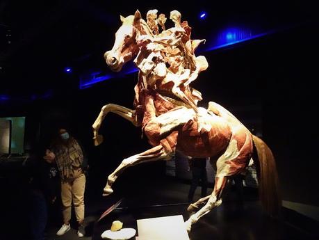 Body Worlds: El Ritmo de la Vida , el cuerpo humano como nunca lo habías visto