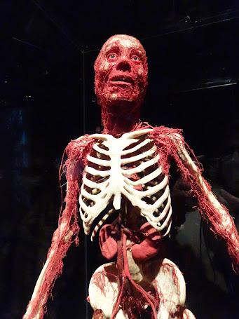 Body Worlds: El Ritmo de la Vida , el cuerpo humano como nunca lo habías visto