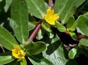 Verdolaga: Propiedades Beneficios