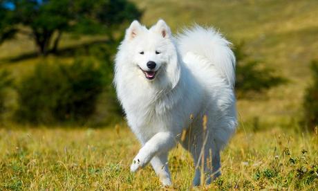 7 perros que no dan alergia, los más recomendables para personas alérgicas Samoyedo perro hipoalergénico