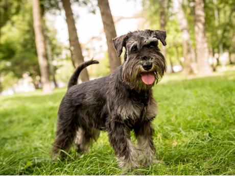 7 perros que no dan alergia, los más recomendables para personas alérgicas Schnauzer