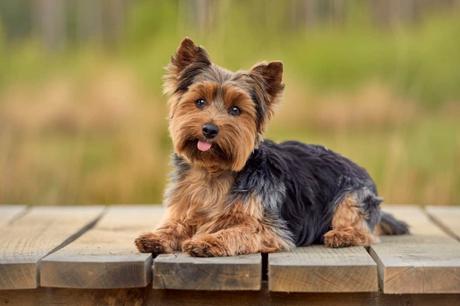 7 perros que no dan alergia, los más recomendables para personas alérgicas Yorkshire Terrier