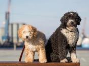 perros alergia, recomendables para personas alérgicas