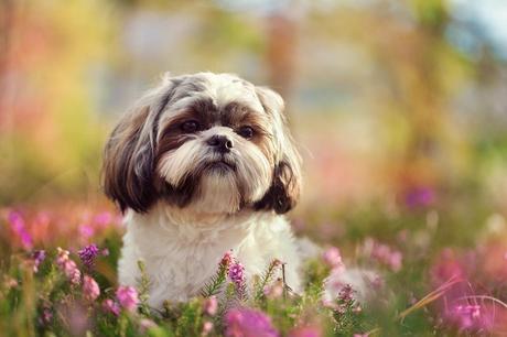 7 perros que no dan alergia, los más recomendables para personas alérgicas ShihTzu perros que no dan alergia