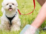 ¿Por debe realizar censo canino control heces localidades?