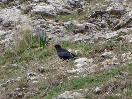 Zuheros, el pueblo más bonito de Córdoba.