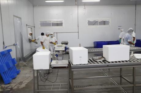 Neuquén inaugura su propia planta de procesamiento de pescados