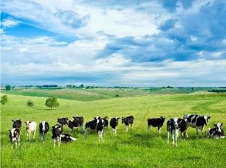 Primavera 2022. Toro