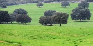 Primavera 2022. Toro