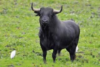 Primavera 2022. Toro