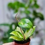 ¡Ampliando la colección de Mini Plantas!