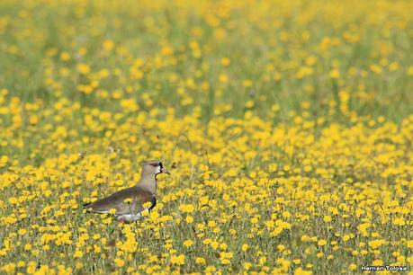 Recorriendo el campo en febrero