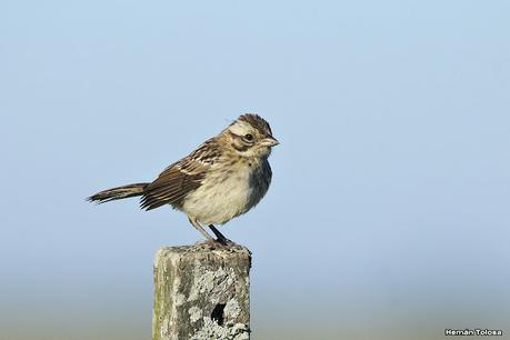 Recorriendo el campo en febrero