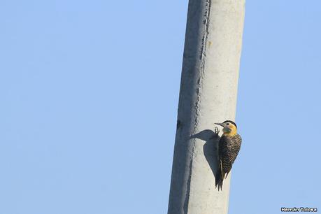 Recorriendo el campo en febrero