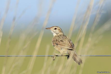Recorriendo el campo en febrero