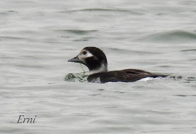 PATO HAVELDA EN SANTOÑA (19/03/2022)